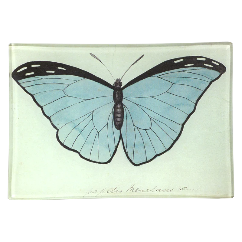 Blue Butterfly Tray