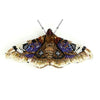 Small Emperor Moth Brooch | Trovelore