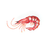 True Shrimp Brooch | Trovelore