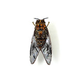 Vineyard Cicada Brooch | Trovelore