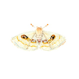 White Spring Moth Brooch | Trovelore