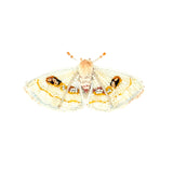 White Spring Moth Brooch | Trovelore