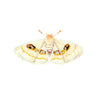 White Spring Moth Brooch | Trovelore